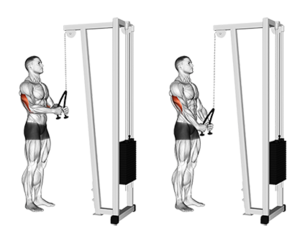 Tricep cable pushdown