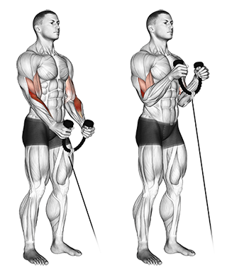 Bicep cable curls
